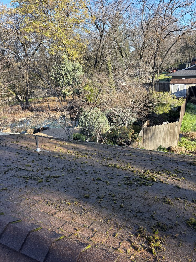 Leaf-covered concrete path prepped for pressure washing